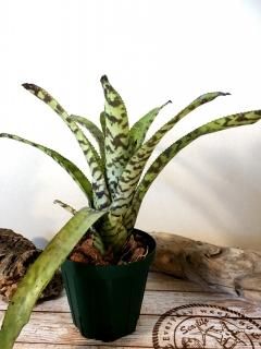 Aechmea エクメア - Frontier Plants ONLINE STORE フロンティア Aechmea エクメア - Frontier Plants ONLINE STORE フロンティア