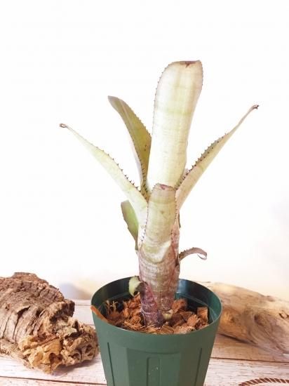 エクメア ヌディカウリス 子株付き エクメア ヌディカウリス 子株付き エクメア・ヌディカウリス ｰ