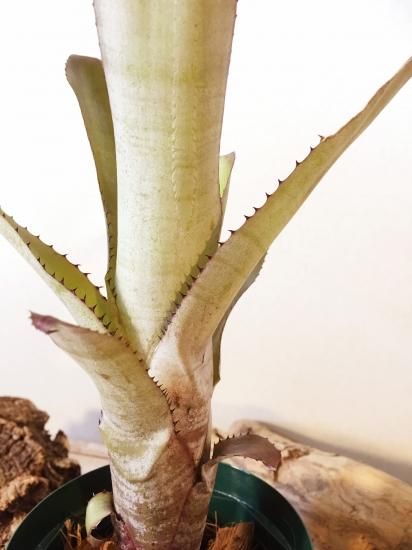 現品】エクメア・ヌディカウリス・アクアリス Aechmea nudicaulis var