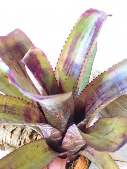 現品】エクメア・ヌディカウリス・セイデル Aechmea nudicaulis var