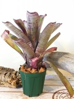 Aechmea エクメア - Frontier Plants ONLINE STORE フロンティア