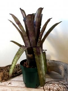 Aechmea エクメア - Frontier Plants ONLINE STORE フロンティア
