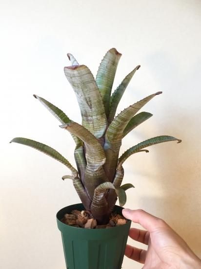 現品】エクメア・ヌディカウリス・クシィアヴァント Aechmea