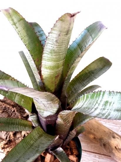 現品】エクメア・ヌディカウリス・クシィアヴァント Aechmea