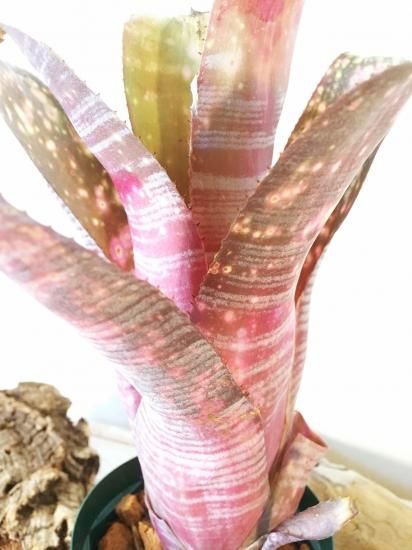 現品】ビルベルギア・ミュリエルウォーターマン Billbergia 'Muriel