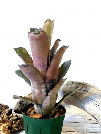 さ*ま様 ビルベルギア・ホリダ・ホリダ Billbergia horrida 子 さ*ま様 ビルベルギア・ホリダ・ホリダ Billbergia horrida 子