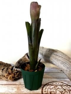 ビルベルギア・コールドフュージョン Billbergia `Cold Fusion