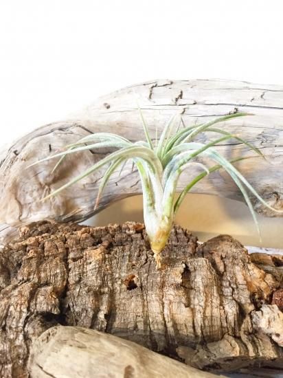 Tillandsia 'Emperador' チランジア エンペラドール