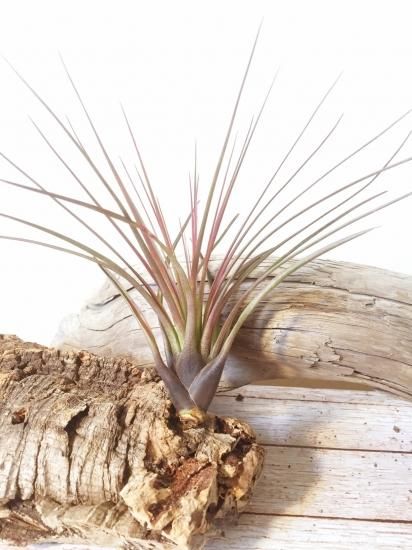 チランジア トリコロール Tillandsia Tricolor Frontier Plants Online Store フロンティアプランツ オンラインストア