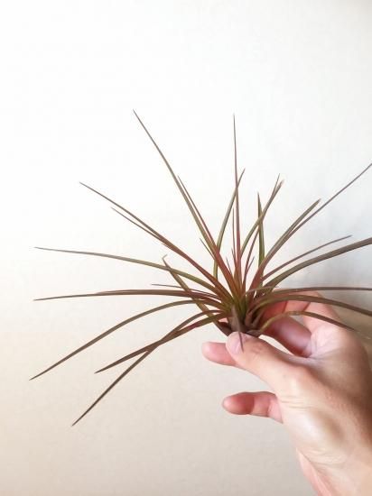 チランジア トリコロール Tillandsia Tricolor Frontier Plants Online Store フロンティアプランツ オンラインストア