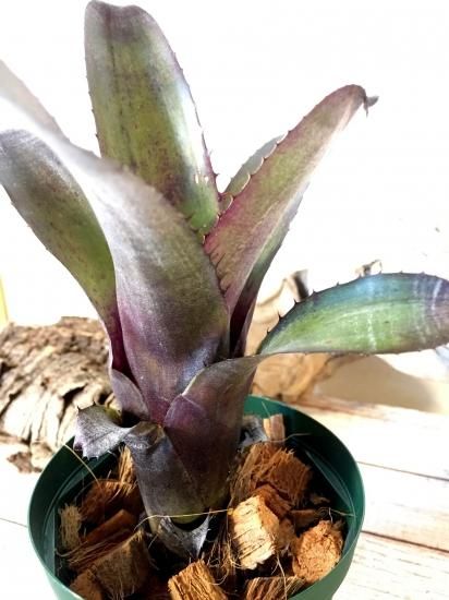 現品】エクメア・ヌディカウリス・ブラジル Aechmea nudicaulis
