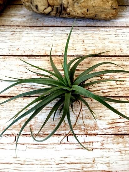 チランジア・コンコロール T. concolor - Frontier Plants