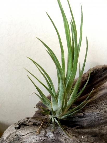 Tillandsia ionantha Blue Eyed Druid 速達発送