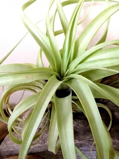 チランジア アッパークラス チランジア アッパークラス Frontier Plants】オンラインストア6月1日