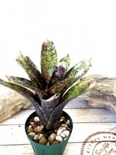 Neoregelia ネオレゲリア - Frontier Plants ONLINE STORE Neoregelia ネオレゲリア - Frontier Plants ONLINE STORE