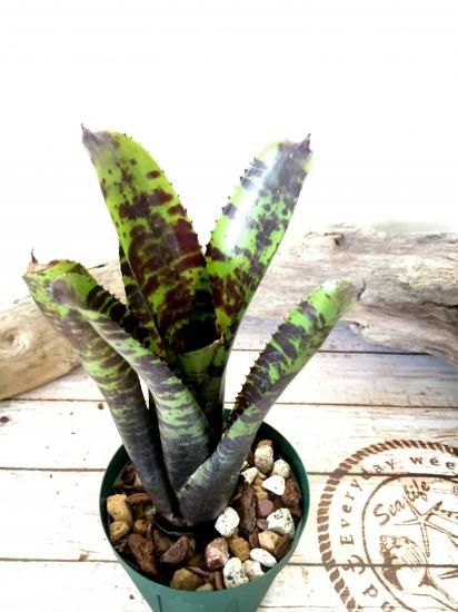 ネオレゲリアウィルソニアナブラックフォーム希少種