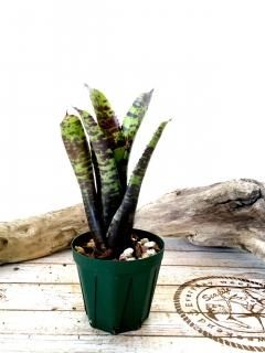 Neoregelia ネオレゲリア - Frontier Plants ONLINE STORE Neoregelia ネオレゲリア - Frontier Plants ONLINE STORE