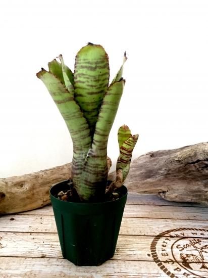 現品】ネオレゲリア・リリプティアナ×クラリス Neoregelia