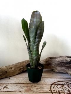 Billbergia ビルベルギア - Frontier Plants ONLINE STORE Billbergia ビルベルギア - Frontier Plants ONLINE STORE