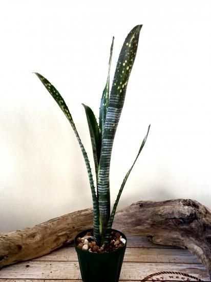 現品】ビルベルギア・カルサイト Billbergia Calcite ('Domingos 現品】ビルベルギア・カルサイト Billbergia Calcite ('Domingos
