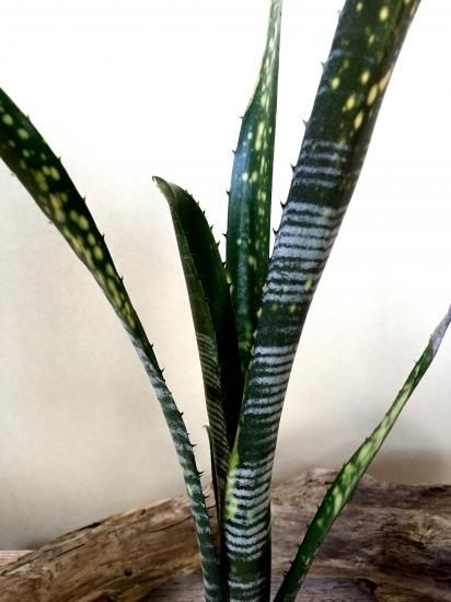 Billbergia calcite ビルベルギア カルサイト sold out