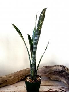 Billbergia ビルベルギア - Frontier Plants ONLINE STORE Billbergia ビルベルギア - Frontier Plants ONLINE STORE