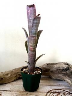 Billbergia ビルベルギア - Frontier Plants ONLINE STORE Billbergia ビルベルギア - Frontier Plants ONLINE STORE