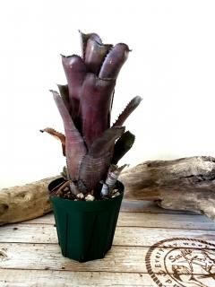 Billbergia ビルベルギア - Frontier Plants ONLINE STORE Billbergia ビルベルギア - Frontier Plants ONLINE STORE
