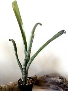 タンクブロメリア一覧 Frontier Plants Online Store フロンティアプランツ オンラインストア タンクブロメリア一覧 Frontier Plants Online Store フロンティアプランツ オンラインストア