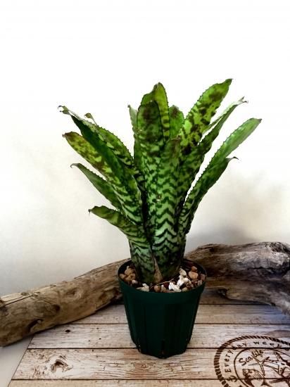 現品】エクメア・オーランディアナ Aechmea orlandiana