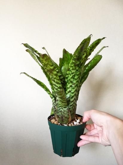 エクメア　オーランディアナ エクメア・オーランディアナ Aechmea orlandiana 育て方 図鑑