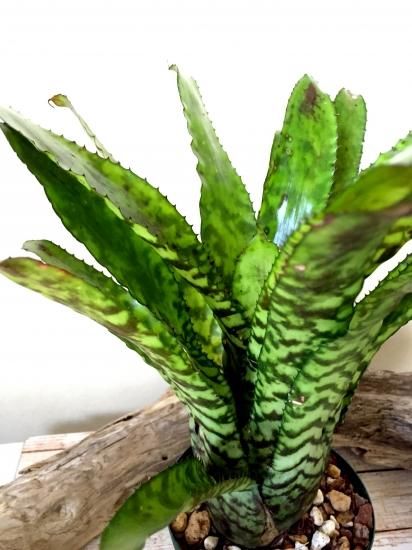 現品】エクメア・オーランディアナ Aechmea orlandiana