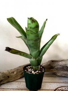 Aechmea Orlandiana Pickaninny 子株付き Aechmea Orlandiana Pickaninny 子株付き - メルカリ