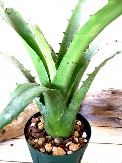 現品】ホヘンベルギア・マグニスピナ Hohenbergia magnispina