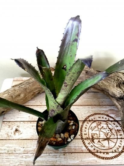 現品】【A】ホヘンベルギア・ヴェスティタ Hohenbergia vestita