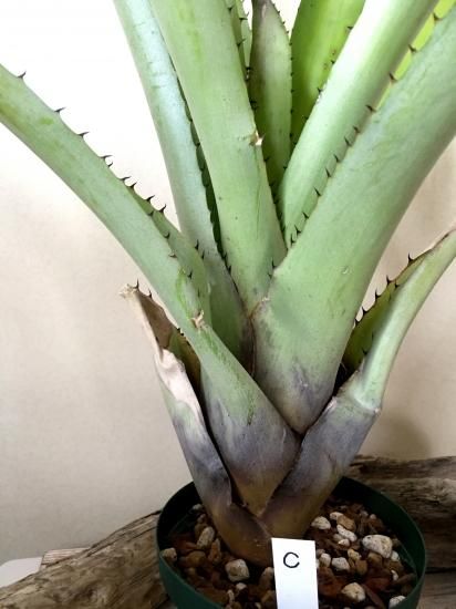現品】【C】ホヘンベルギア・カティンガエ・エロンガータ Hohenbergia