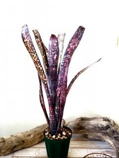 Billbergia ビルベルギア - Frontier Plants ONLINE STORE Billbergia ビルベルギア - Frontier Plants ONLINE STORE