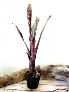 Billbergia ビルベルギア - Frontier Plants ONLINE STORE