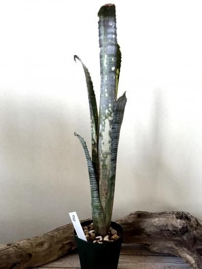現品】【B】ビルベルギア・パイプライン Billbergia Pipeline 現品】【B】ビルベルギア・パイプライン Billbergia Pipeline