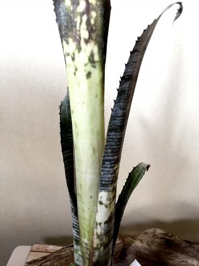 現品】【B】ビルベルギア・パイプライン Billbergia Pipeline 現品】【B】ビルベルギア・パイプライン Billbergia Pipeline