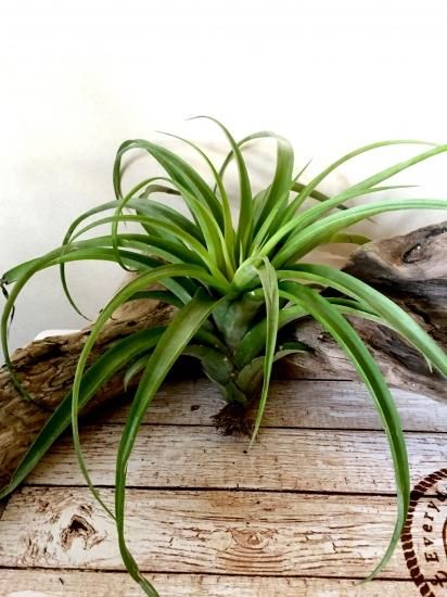 交配種 チランジア ブラキカウロス セレクタ チランジア ストレプトフィラ Tillandsia Brachycaulos Selecta X Tillandsia Streptophylla Frontier Plants Online Store フロンティアプランツ オンラインストア 交配種 チランジア ブラキカウロス セレクタ チランジア ストレプトフィラ Tillandsia Brachycaulos Selecta X Tillandsia Streptophylla Frontier Plants Online Store フロンティアプランツ オンラインストア