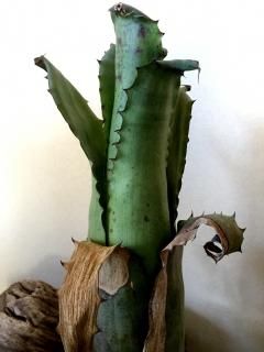 Hohenbergia ホヘンベルギア - Frontier Plants ONLINE STORE Hohenbergia ホヘンベルギア - Frontier Plants ONLINE STORE