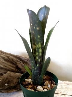 HACHI-8公式】ビルベルギア（Billbergia） -鉢と植物の専門店