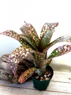 Billbergia ビルベルギア - Frontier Plants ONLINE STORE