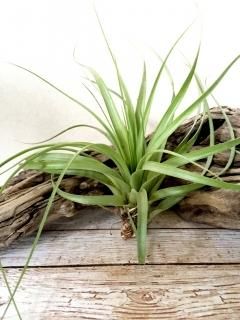 大型種 - Frontier Plants ONLINE STORE フロンティアプランツ