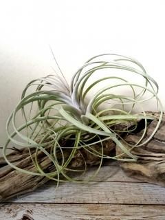 チランジア　Imbrogilo マザー株　ラスト苗 チランジア入荷リスト5/12｜NatureGarden🌿神田