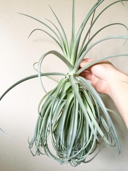 チランジア　ライラックスパイア　Tillandsia Lilac Spire T.ライラックスパイア Tillandsia Lilac Spire | クルール couleur