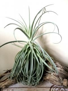超特大　サカパネンシス チランジア・サカパネンシス Tillandsia zacapanensis 育て方
