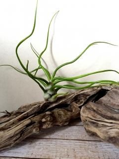 大型種 - Frontier Plants ONLINE STORE フロンティアプランツ