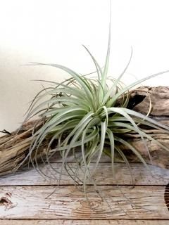 大型種 - Frontier Plants ONLINE STORE フロンティアプランツ